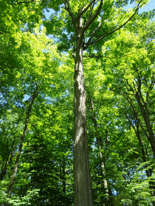 Photo By: Julie A. Lundgren. Photo taken: Cayuga County, NY on 23 June 2021
